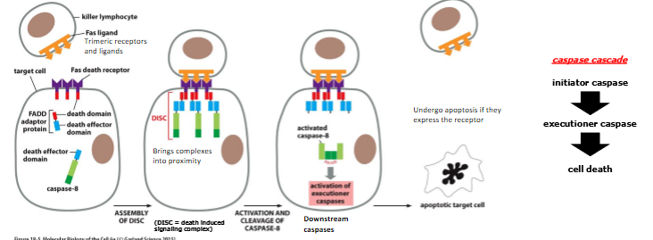 <p>fas = death receptor located on cell surface </p><ul><li><p>trimeric fas ligand binds to fas receptor and causes the receptor to trimerize </p></li><li><p>conf change in receptor recruit FADD adaptor proteins and procaspase-8, bringing the procaspases into proximity </p></li><li><p>procaspases have low intrinsic proteolytic activity </p></li><li><p>aggregation allows cleavage of procaspase-8 by each other → caspase cascade </p></li></ul><p></p>