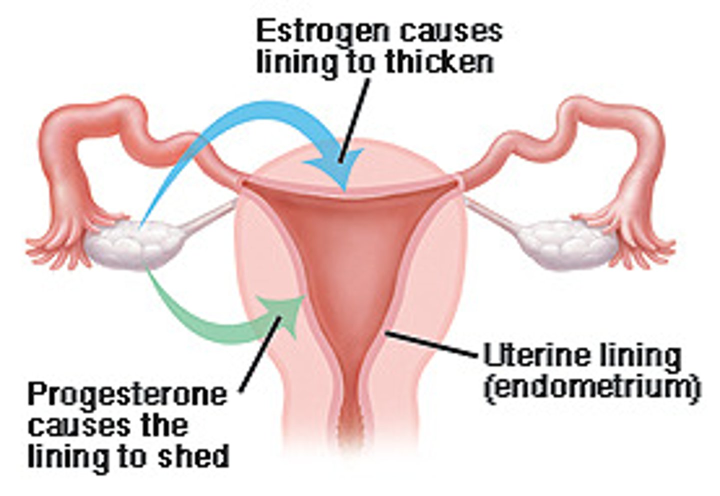 <p>Uterine and mammary gland development, menstrual cycle and pregnancy, and puberty (secondary sexual characteristics), TT is uterus, breasts, and other reproductive tissues</p>