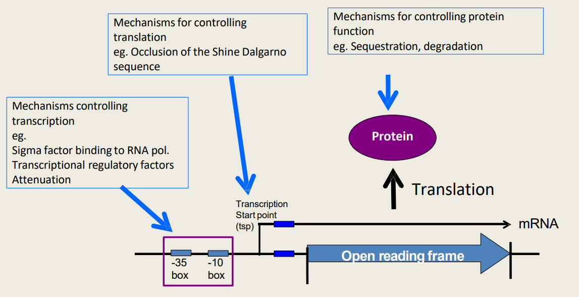 <p>What are hierarchical control mechanisms for controlling <strong>translation</strong>?</p>