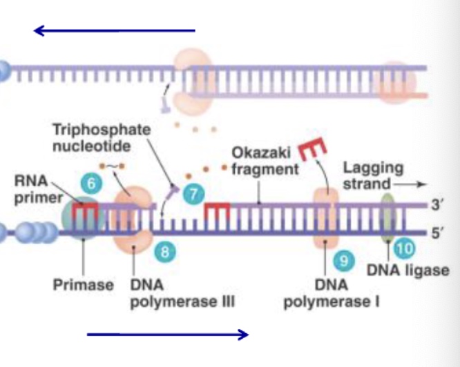 <p>Okazaki fragments</p>