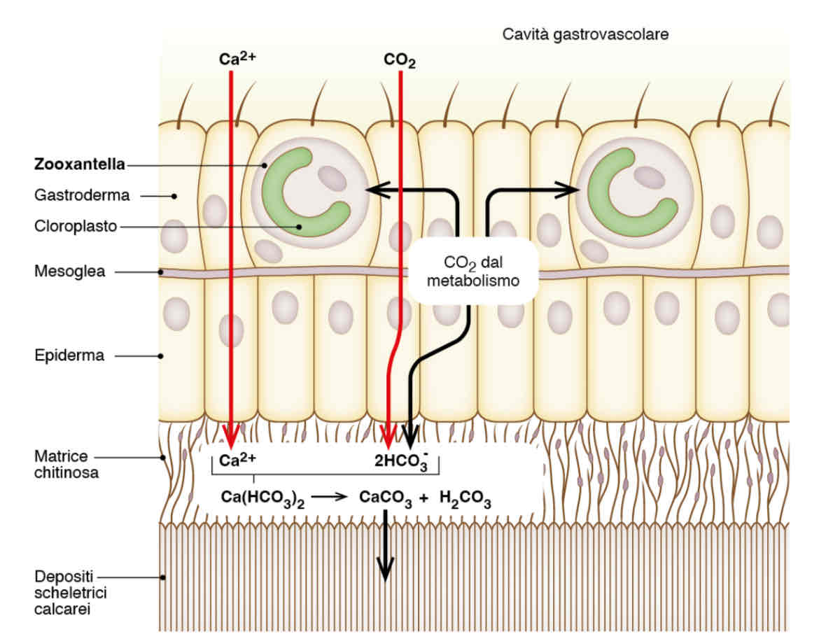 <p>Le zooxantelle sono alloggiate all’interno delle cellule del gastroderma, facilitano la deposizione del carbonato di calcio assorbendo con la fotosintesi l’anidride carbonica prodotta dal metabolismo del corallo</p>