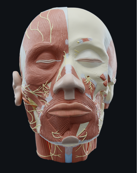 <p>name the frontal bone</p>