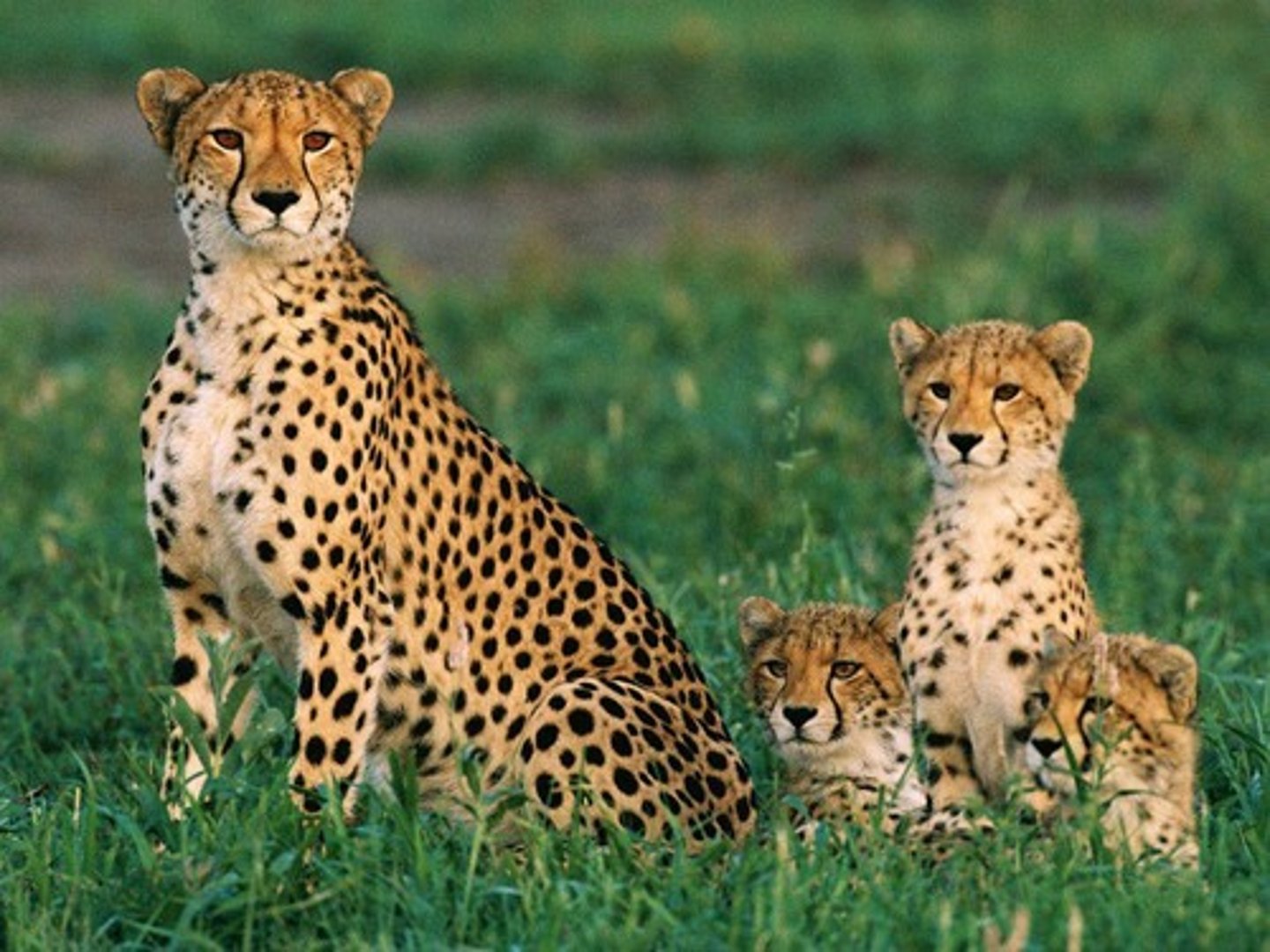 <p>Males live in groups known as 'coalitions'.</p>