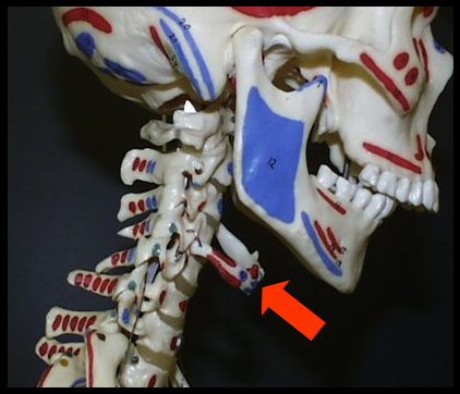 <ul><li><p><span>A horseshoe-shaped bone that lies below the mandible, between the chin and thyroid cartilage.</span></p></li><li><p><span>Ligaments and muscles located inferior to the mandible support this</span></p></li></ul><p></p>