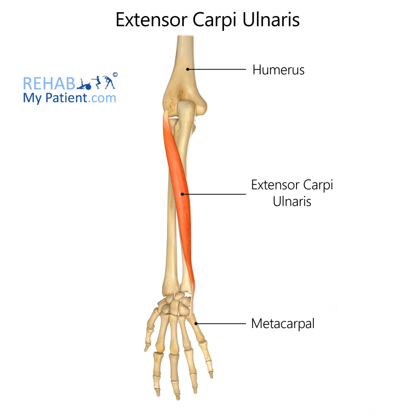 <p>Most medial superficial extensor — runs to *base of 5th metacarpal*. Extends and adducts wrist. ⚡</p>