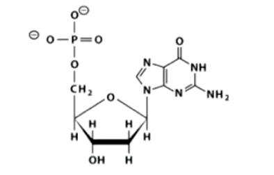 <p>What is the name of this structure?</p><p>A. 2’-deoxythymidine 5’ triphosphate (dTTP)</p><p>B. 2’-deoxyguanosine 5’ monophosphate (dGMP)</p><p>C. Adenosine 5’-monophosphate (ADP)</p><p>D. 2’-deoxycytidine 5’-monophosphate (CMP)</p>