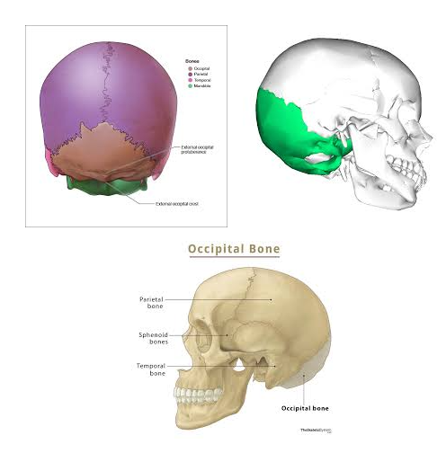 <p>Forms the<strong> BACK AND BASE OF THE SKILL </strong></p>