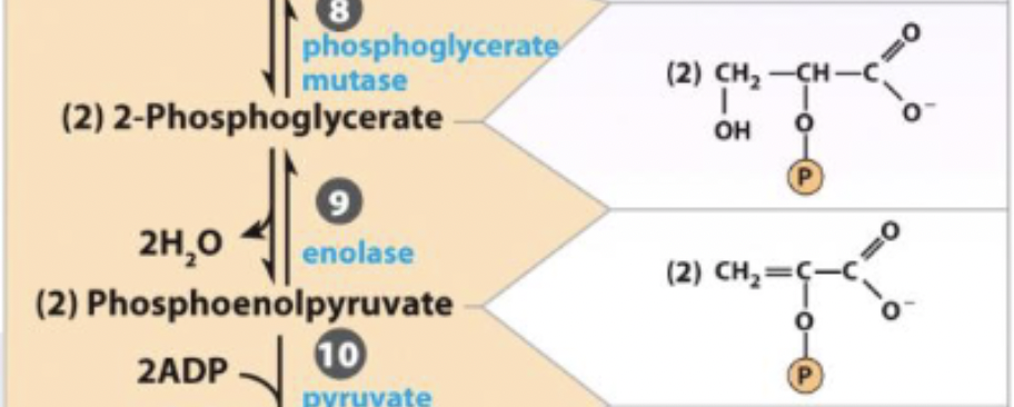 <p>2-phosphoglycerate ←→ H2O + phosphoenolpyruvate</p>
