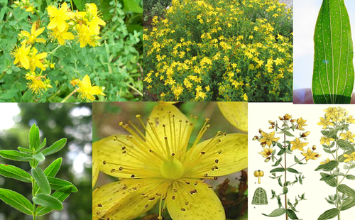 Common: St. John's Wort

Angiosperm & Dicot

Family: Clusiaceae

Range: Throughout NA

Habitat: Xeric to mesic, well-drained, flatwoods, sandhills, scrubs

Bark: Can be woody or herbaceous.

Persistence: Perennial (mostly), some annuals. Some evergreen and some deciduous.

Leaves: Simple, opposite leaves. Sometimes leafy stipules at each node. Small, elliptic, entire.

Flowers: 4-5 petaled yellow flowers. 

Fruits: Capsules.

Other: Don't want around livestock because it increases photosensitivity. Sunburned sheep. Used as an ornamental. Medicinal.

Tolerances: mod shade, prefers well-drained soils, mod fire tolerance.