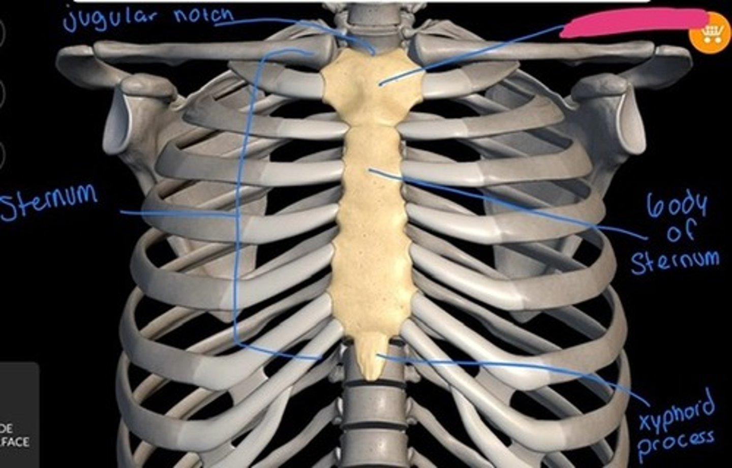 knowt flashcard image