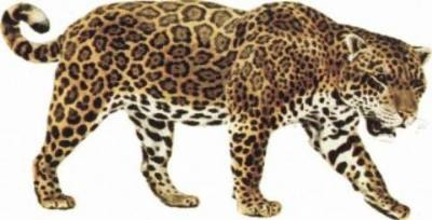 <p>jaguar</p>