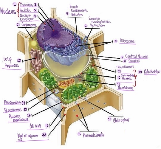 <p><strong>Nuclear envelope:</strong> Double membrane surrounding the nucleus.</p>