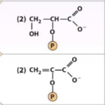 <p>2-phosphoglycerate ←→ H2O + phosphoenolpyruvate</p><p>enzyme and step</p>