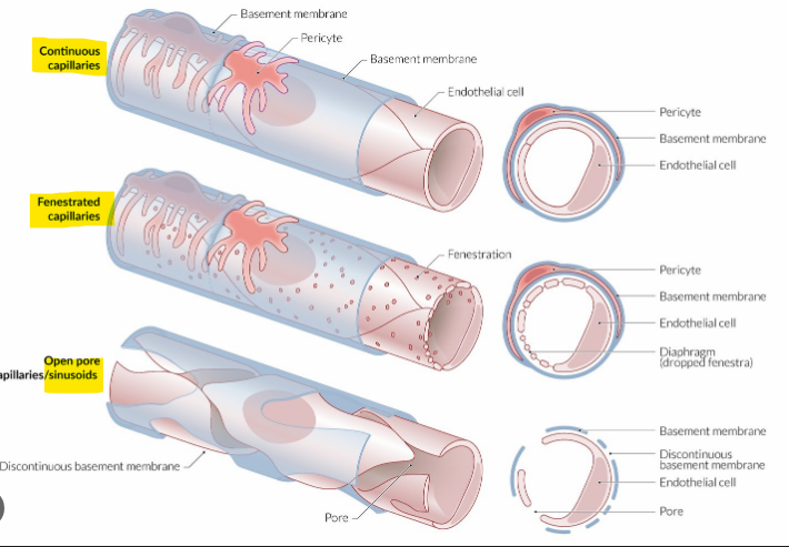 <p>Continuous, fenestrated and sinusoids</p>