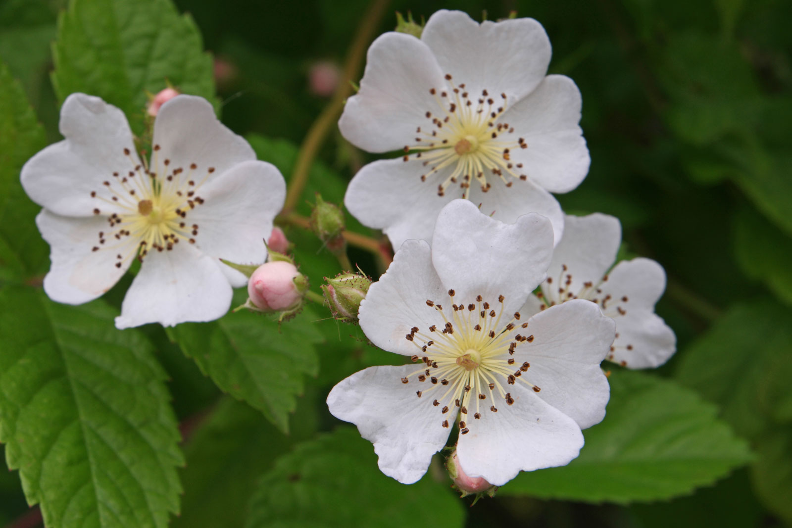 <p><span style="font-family: Inter, helvetica, arial, sans-serif">multiflora rose, baby rose, Japanese rose, many-flowered rose, seven-sisters rose, Eijitsu rose and rambler rose</span></p>