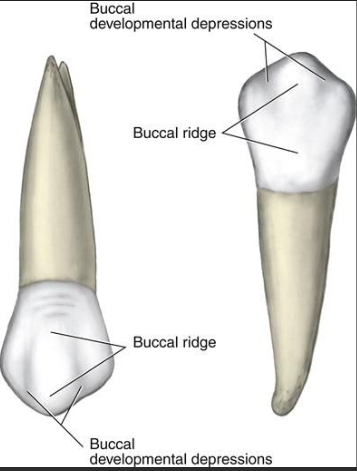 <p></p><ul><li><p>two vertical ridges on sides (separating vestibular and lingual cusps)</p></li></ul><p></p>