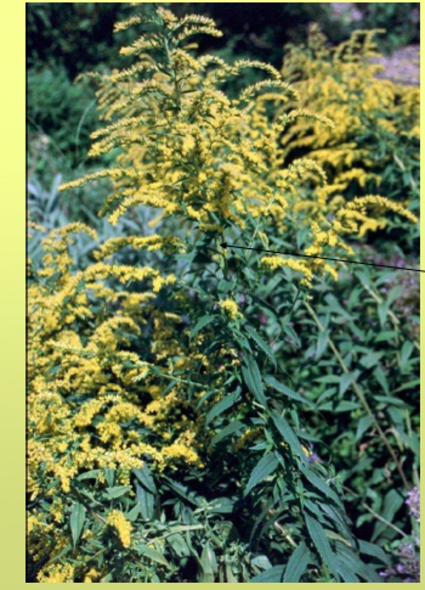 <p>goldenrod</p>