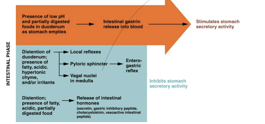 <p>Distension, pH &amp; hormones:</p><p>Entrance of chyme into the intestines and involves inhibitory signals to the stomach and excitatory signals to the intestines</p><ul><li><p>Short reflexes</p></li><li><p>Pyloric sphincter contracts to stop excess chyme from entering the small intestine</p></li><li><p>Small intestine responds in the presence of fatty acids</p><ul><li><p>pancreatic enzymes &amp; bile released</p></li></ul></li></ul><p></p>