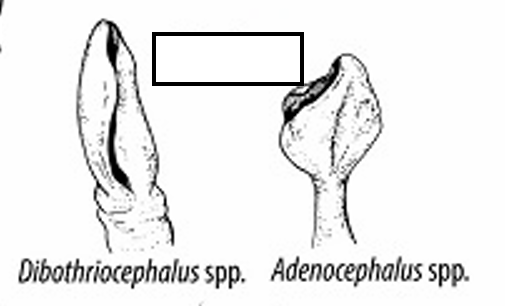 <p>Adult diphyllobothriids attach to the intestinal mucosa by means of two bilateral groves (bothria) of their <strong><em><em></em></strong></em></p>