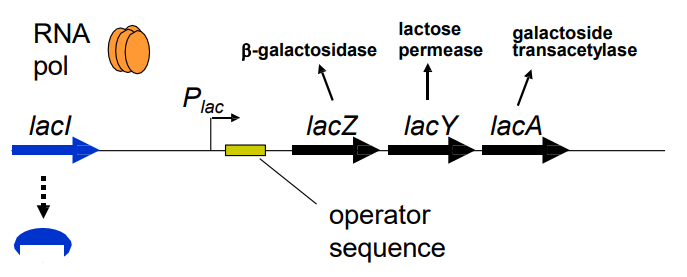 <p>Describe the <strong>lactose metabolism operon</strong>, a cluster of genes transcribed from <strong>same promoter</strong>  (slide 7)</p>
