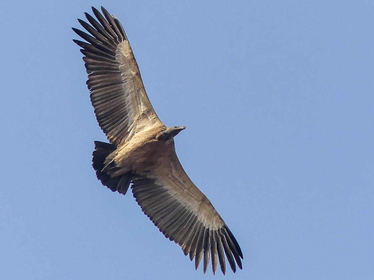<p>Indian Vulture</p>