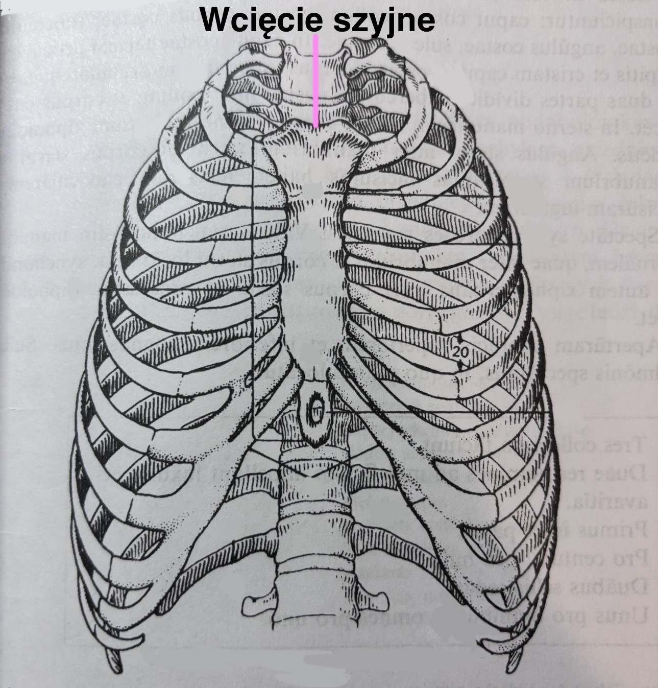 <p>Incisura iugularis</p>