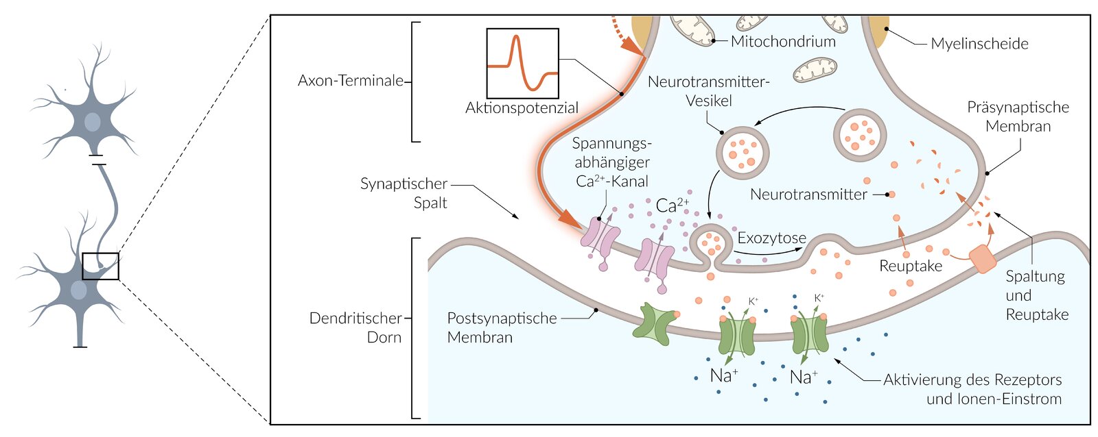 <p>B. Inhibition of presynaptic Ca²⁺ channels and activation of postsynaptic K⁺ channels</p>