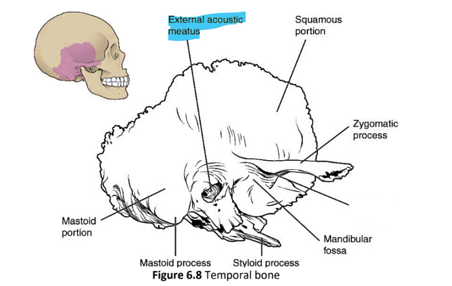 <p>external acoustic meatus</p>