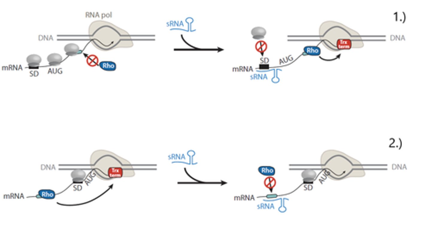 <p>AKA: rho utilization site</p><p>- area where Rho-helicase binds towards the RNA polymerase (via ATP hydrolysis)</p>