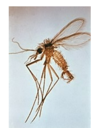 <p>Vector of leishmania donovani</p>