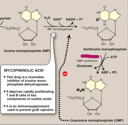 <p>Name this section of GMP synthesis.</p>