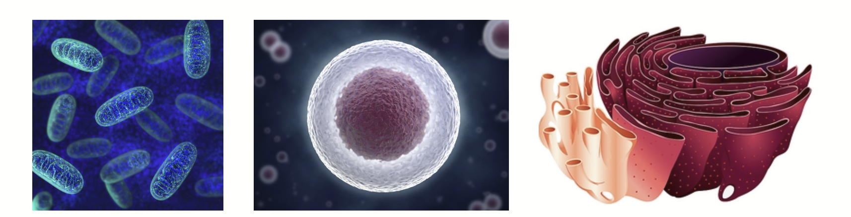 <p><strong>What does it take to make a cell?</strong></p><ul><li><p>Putting everything into a physical space where reactions can happen!</p></li><li><p>Usually defined by single or double lipid layer membrane</p></li><li><p>Establish <strong>physical boundaries</strong> that enable the cell to <strong>carry out different metabolic activities</strong></p></li><li><p>Generate a micro-environment to <strong>spatially and temporally regulate biological processes</strong></p><ul><li><p>e.g. mitochondria, chloroplasts, cell nucleus, vesicles, endoplasmic reticulum</p></li></ul></li></ul>