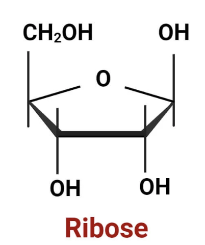 <p><span>Identify and label the carbons of this pentose sugar.</span></p><p></p>