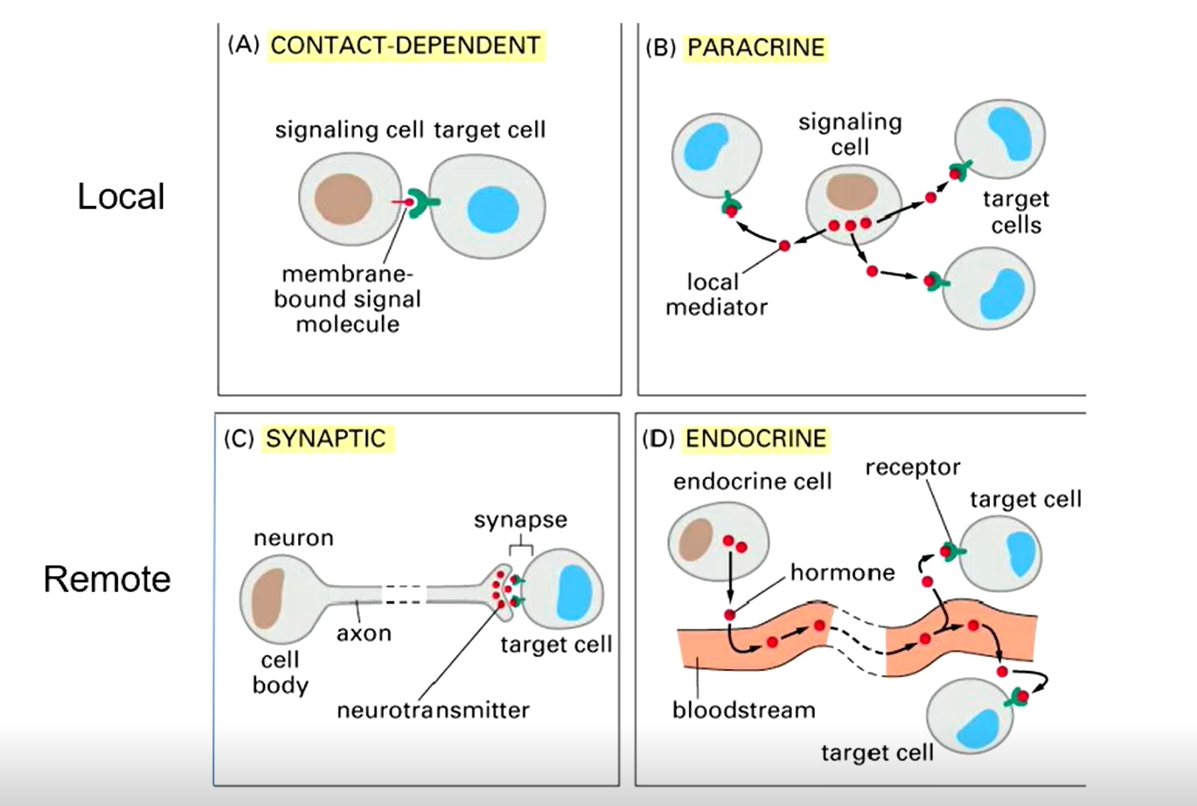 <p><u>Local</u></p><p>Contact-dependent signalling</p><p>Paracrine signalling</p><ul><li><p>a signalling cell sends out signalling molecules to local nearby cells usually in the same tissue (basically close-range hormones)</p></li></ul><p></p><p><u>Remote</u></p><p>Endocrine signalling</p><p>Synaptic signalling</p>