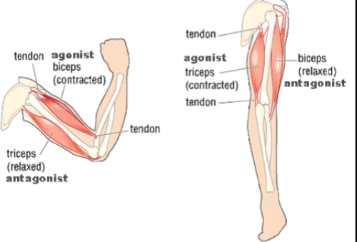 <p>a muscle that opposes the action of the agonist. Its job is to maintain body/limb position and to control rapid movement.</p>