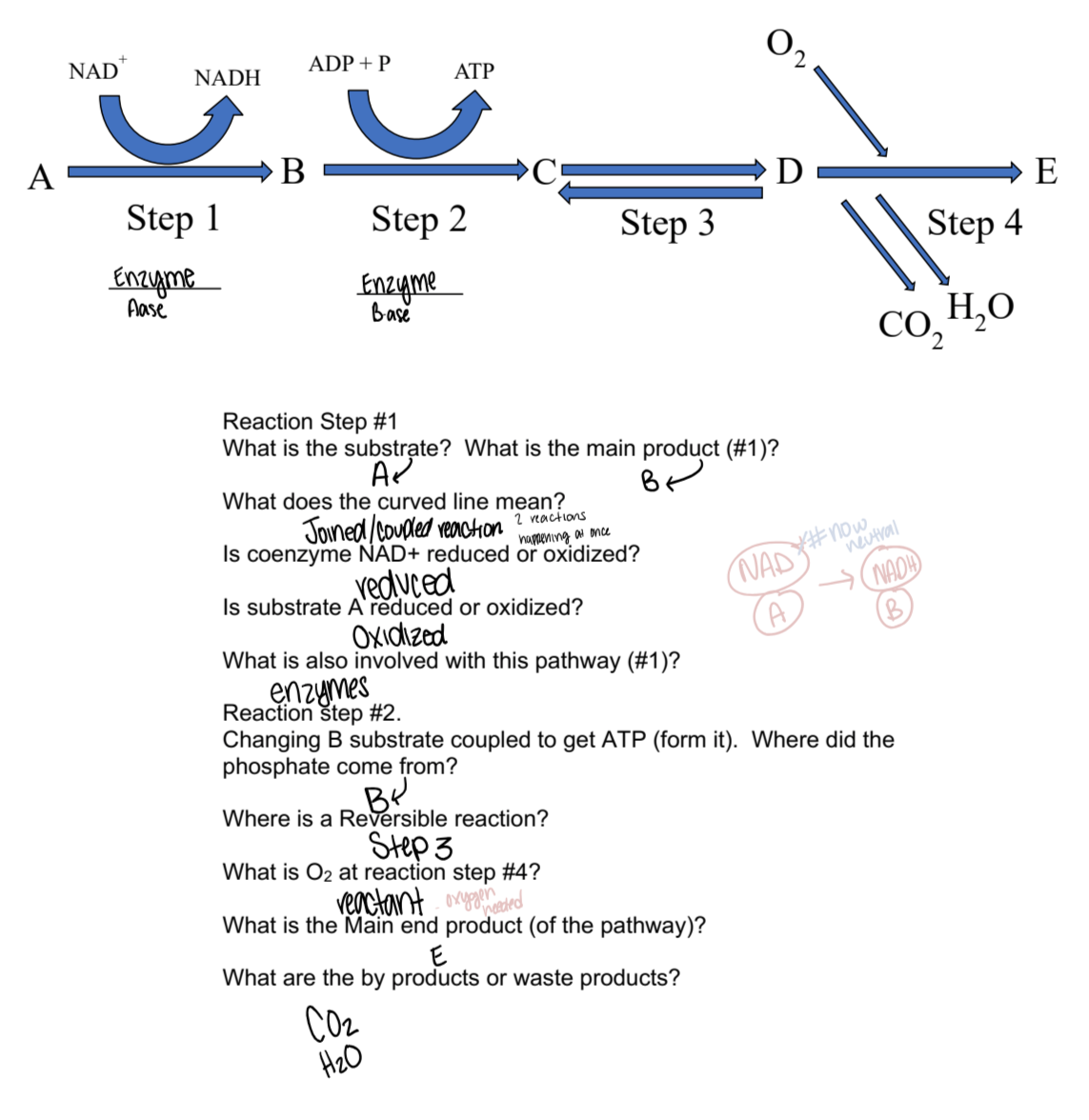 knowt flashcard image