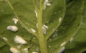 <ul><li><p>Soft-bodied insects covered in a white, waxy substance that feed on plant sap. They can lead to yellowing leaves and poor plant health, often forming large colonies in warm environments. </p></li><li><p>To fix use insecticidal soap, introduce natural predators like ladybugs, or remove heavily infested plants. </p></li></ul><p></p>