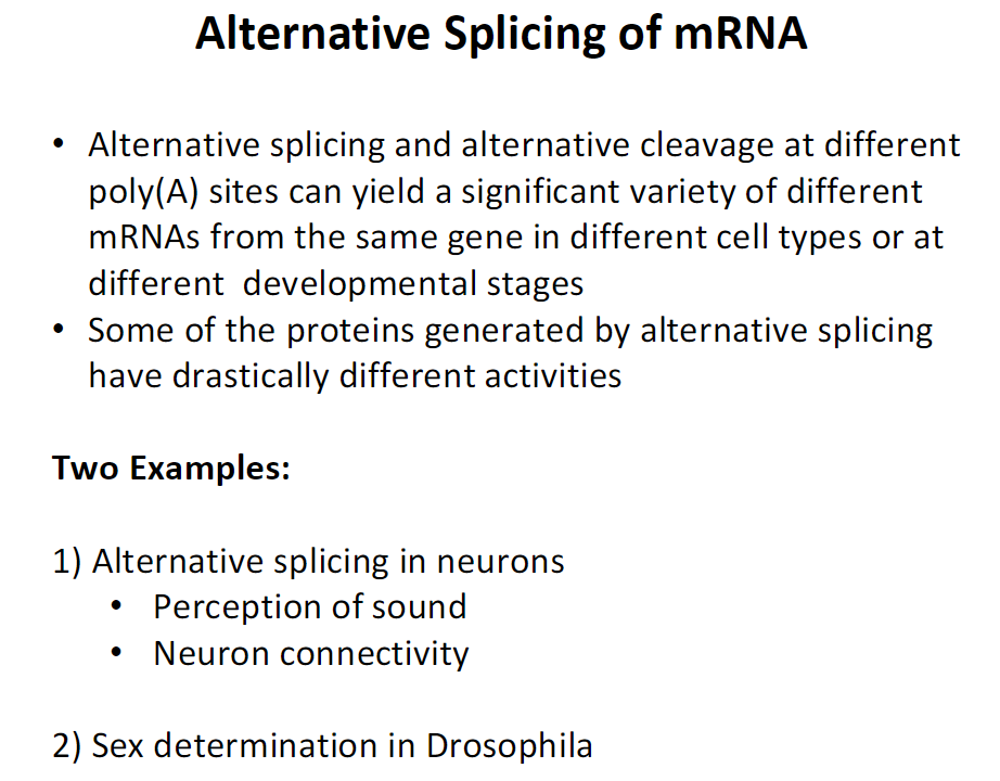 <p><strong>Function</strong><br> Alternative splicing and alternative cleavage at different poly(A) sites generate diverse mRNAs from the same gene<br> Occurs in different cell types or developmental stages<br> Some resulting proteins have drastically different activities</p><p><strong>Examples</strong><br> 1) Neurons – affects perception of sound and neuron connectivity<br> 2) Drosophila – controls sex determination</p>