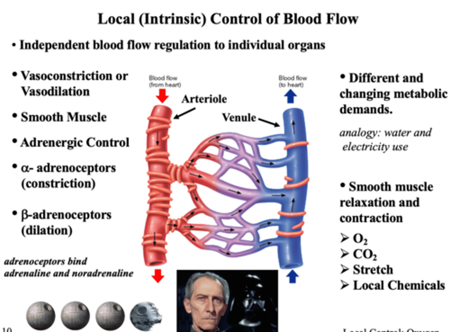 <p>Sympathetic NS, angiotensin-renin system</p>