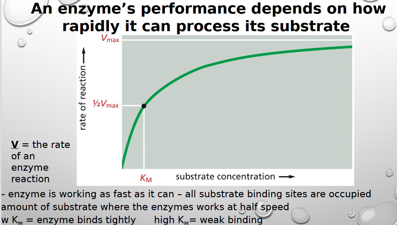 <p>v is rate of enzyme reaction and km is how tightly it binds</p>