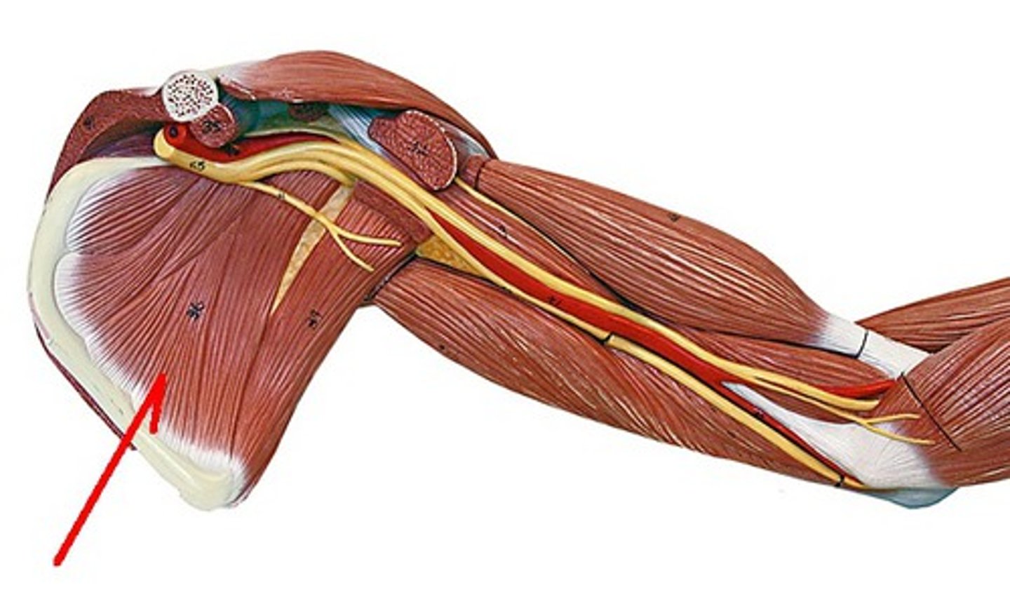<p>medially rotates arm</p>
