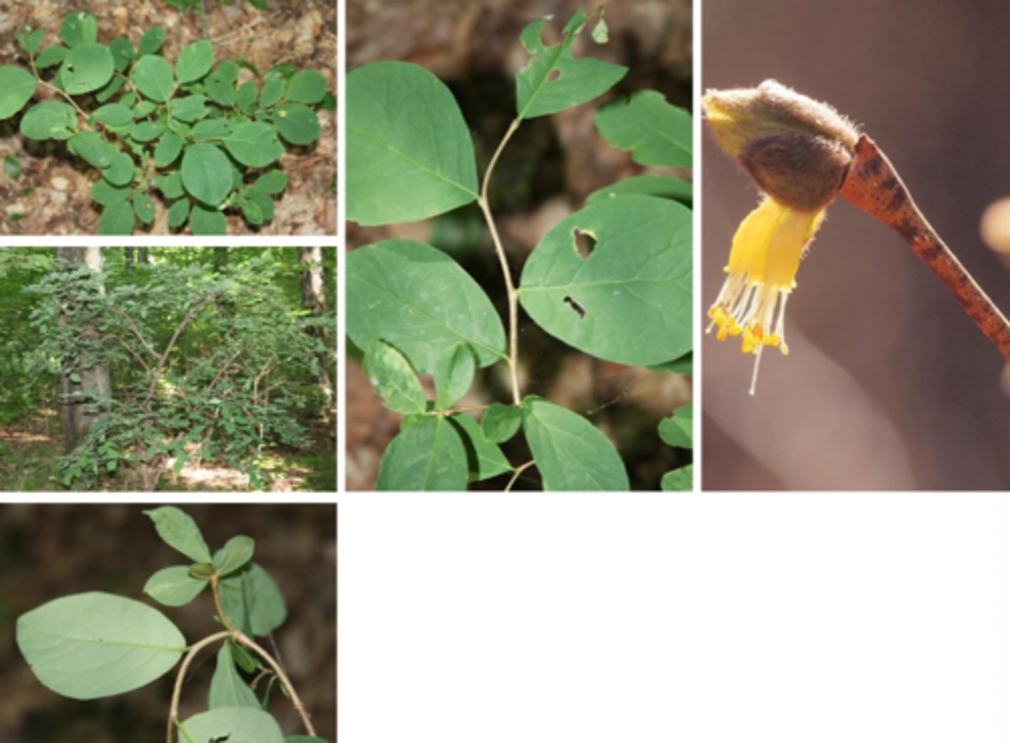 <p>Dirca palustris</p><p>-smooth bark</p><p>-ovulate leaves</p><p>-drupe fruit June-July</p>