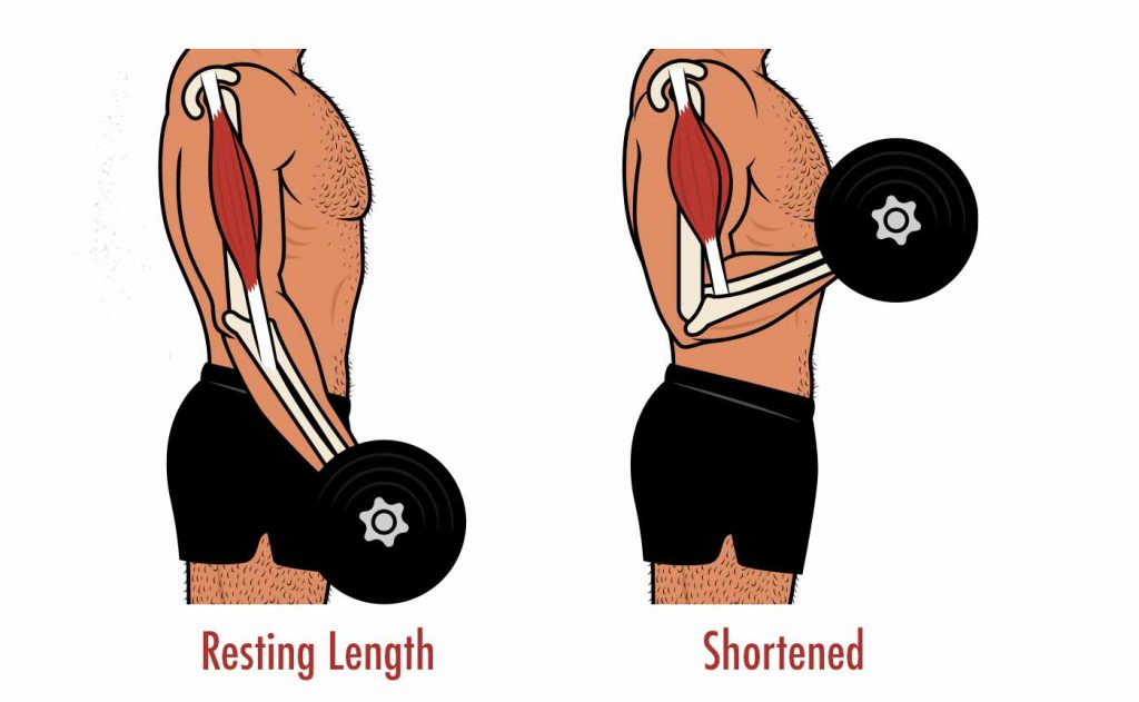 <p>in which position is the moment arm the shortest and how does that effect torque </p>