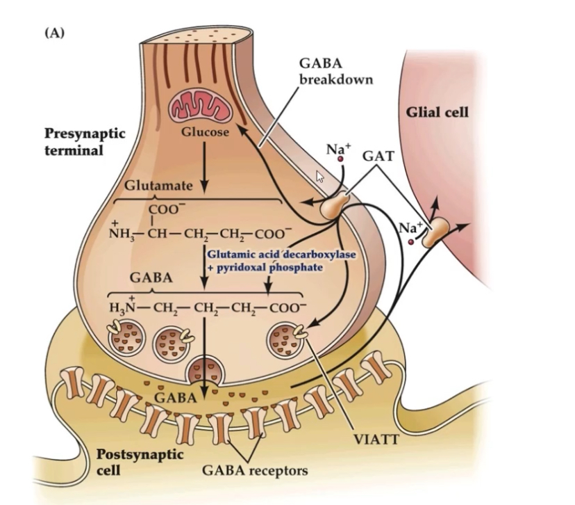 <p><span>GABA signalling is terminated either by re-uptake into cells or by enzymatic degradation.</span></p><p></p><p><span>Re-uptake:</span></p><p></p><ul><li><p><span>GABA is released into the synaptic cleft from the presynaptic neuron</span></p></li><li><p><span>After binding to GABA receptors, excess GABA must be cleared to stop inhibition</span></p></li><li><p><span>GABA transporters (GATs) move GABA back into cells using a Na⁺-dependent mechanism</span></p></li><li><p><span>Neurons mainly use GAT-1</span></p></li><li><p><span>Glial cells (astrocytes) mainly use GAT-3</span></p></li><li><p><span>Re-uptake:</span></p><ul><li><p><span>Terminates the inhibitory signal</span></p></li><li><p><span>Recycles GABA for future use</span></p></li><li><p><span>Prevents prolonged inhibition</span></p></li></ul></li></ul><p></p><p></p><p><span>Degradation:</span></p><p></p><ul><li><p><span>Once inside the cell (especially astrocytes), GABA can be broken down</span></p></li><li><p><span>GABA → succinic semialdehyde</span></p><ul><li><p><span>Enzyme: GABA transaminase (GABA-T)</span></p></li></ul></li></ul><p></p><ul><li><p><span>Succinic semialdehyde → succinic acid<br></span></p><ul><li><p><span>Enzyme: succinic semialdehyde dehydrogenase (SSADH)</span></p></li></ul></li></ul><p></p><ul><li><p><span>Succinic acid enters the TCA (Krebs) cycle</span></p></li><li><p><span>This links neurotransmitter metabolism to cellular energy production</span></p></li></ul><p></p><p></p><p><span>Why this matters:</span></p><ul><li><p><span>Tight control of GABA levels prevents excessive inhibition</span></p></li><li><p><span>Drugs that inhibit GABA-T (e.g. vigabatrin) increase GABA levels and enhance inhibition</span></p></li></ul><p></p>