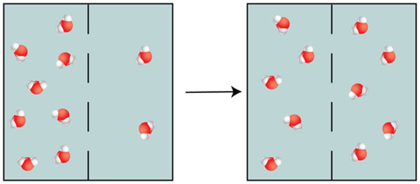 <p>The point at which there is no net movement of particles across a membrane. The particles are equally distant from each other.</p>