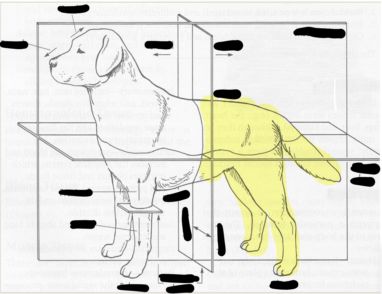 <p>toward tail</p>