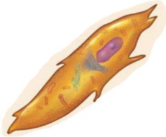 <p>Mitotically active stem cells in periosteum and endosteum. When stimulated, they can differentiate into osteoblasts or bone-lining cells.</p>