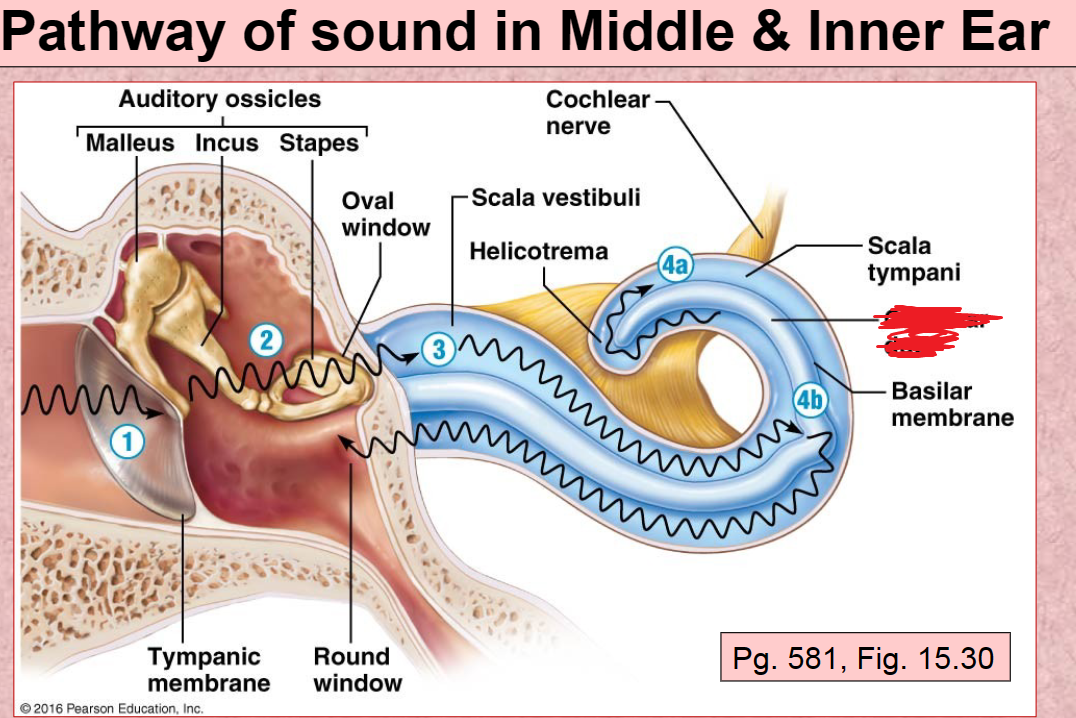 <p>Cochlear duct</p>