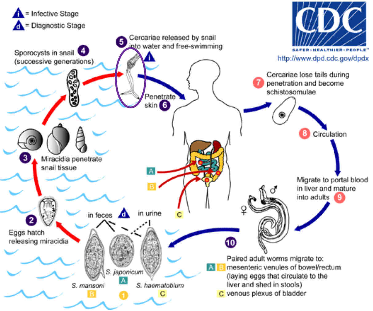 <p>1) Egg enter water, hatch, release snail-infecting larvae</p><p>2) Parasites develops &amp; asexual reproduced in snail</p><p>3) Cercariae - exist from snail</p><p>4) Cercariae penetrate skin and into circulation</p><p>5) Cercariae migrate and mature in liver</p><p>6) Adults form migrate to mesenteric/urinary bladder </p>