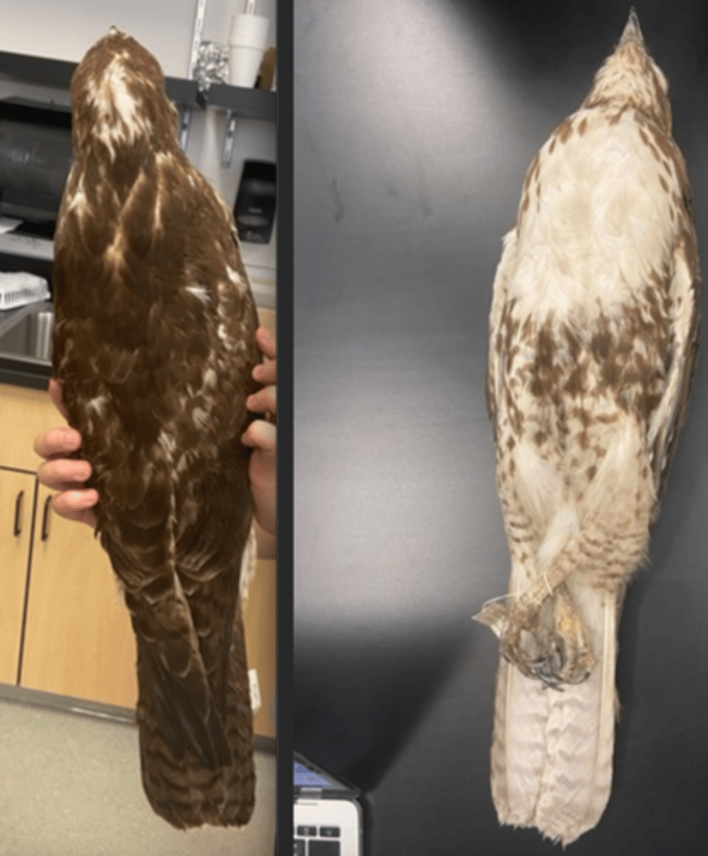 <p>DIET:</p><p>- carnivorous (meat eater)</p><p>---------------------------</p><p>BEAK</p><p>- sharp</p><p>- hooked</p><p>---------------------------</p><p>FOOT MORPHOLOGY</p><p>- Raptorial</p>